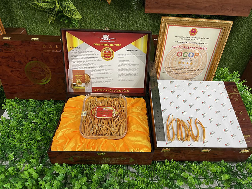 Đông trùng hạ thảo sấy khô từ Công ty Song Bill đạt chứng nhận OCOP 4 sao tại cuộc thi đánh giá và phân hạng sản phẩm 2020