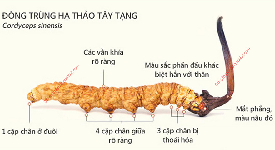 Cấu tạo của đông trùng hạ thảo Cordyceps Sinensis
