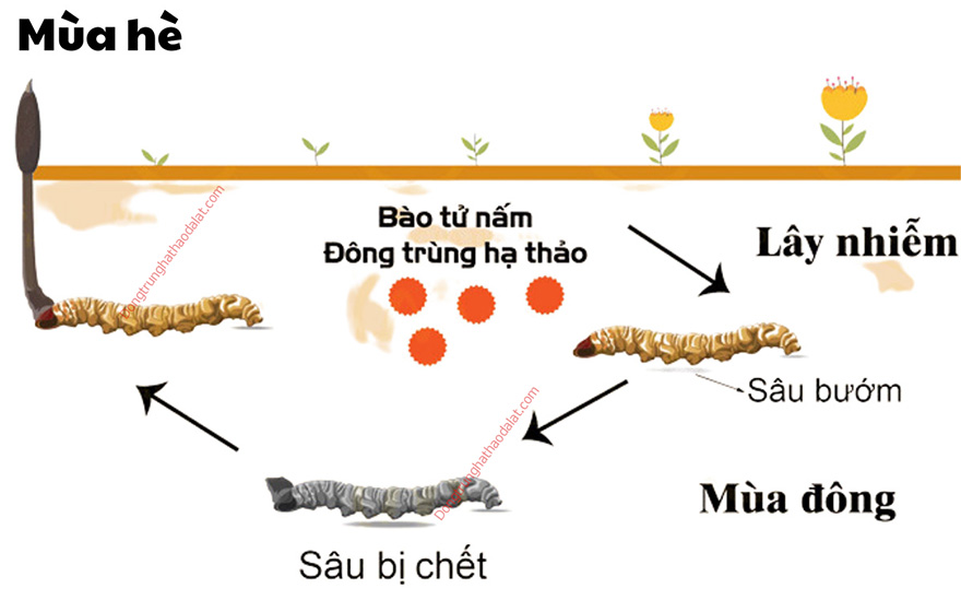 Quá trình sinh trưởng của Đông Trùng Hạ Thảo