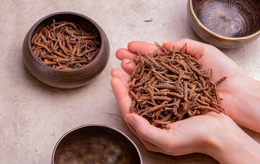 tác hại của đông trùng hạ thảo